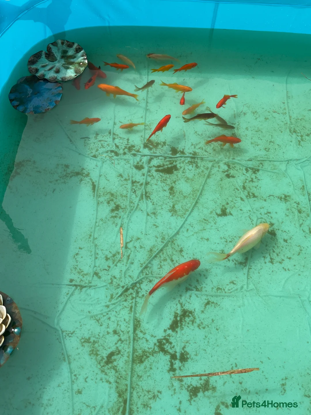 Goldfish fish for sale: Lots of pond goldfish in Axbridge - Advert 2