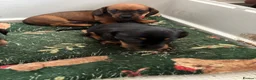 Miniature Dachshund dogs for sale: miniature dachshund - Advert 6