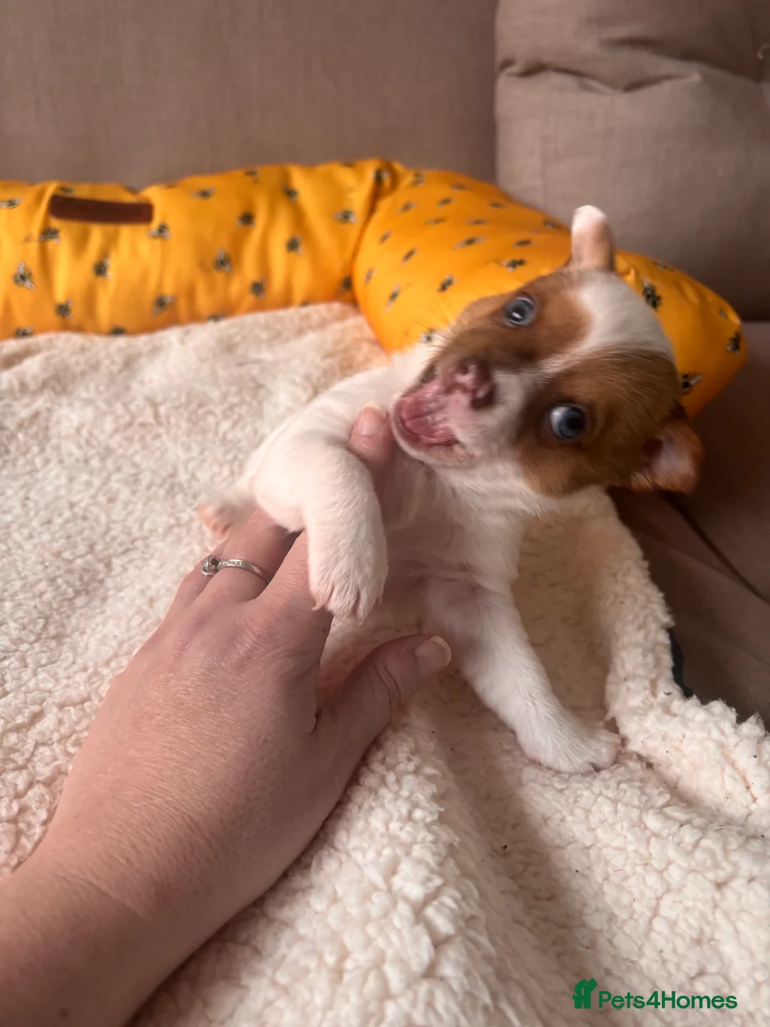 Mixed Breed dogs for sale: 5 beautiful Jackchi boys  - Advert 10