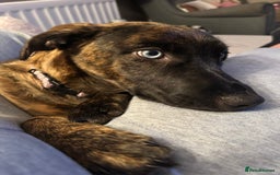Mixed Breed dogs for sale: 1 year old staffy x husky girl  - Image 3