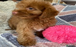 Cockapoo dogs for sale: Stunning fox red cockapoo puppies PRA clear  - Image 20