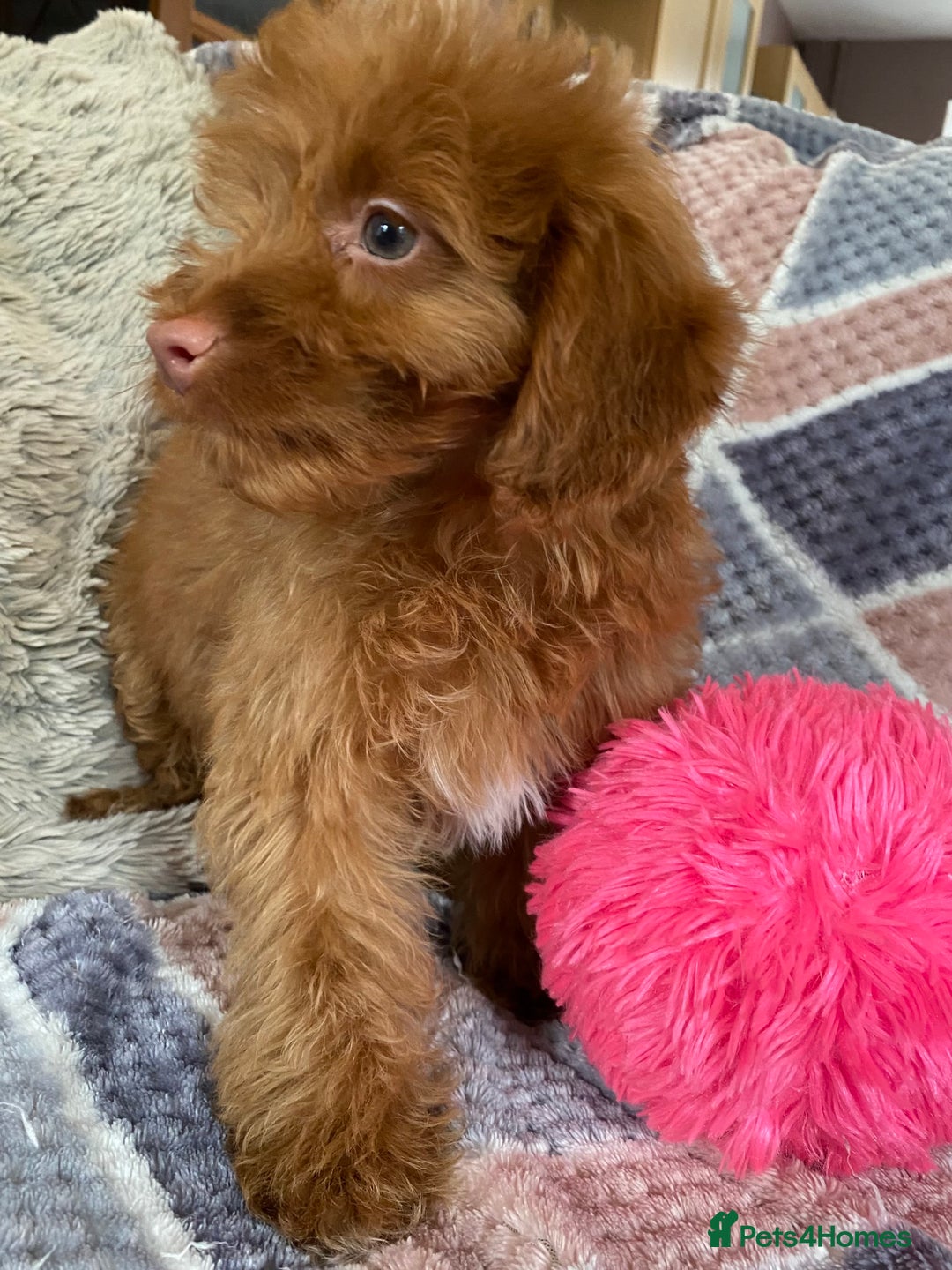 Cockapoo dogs for sale: Stunning fox red cockapoo puppies PRA clear  - Image 20