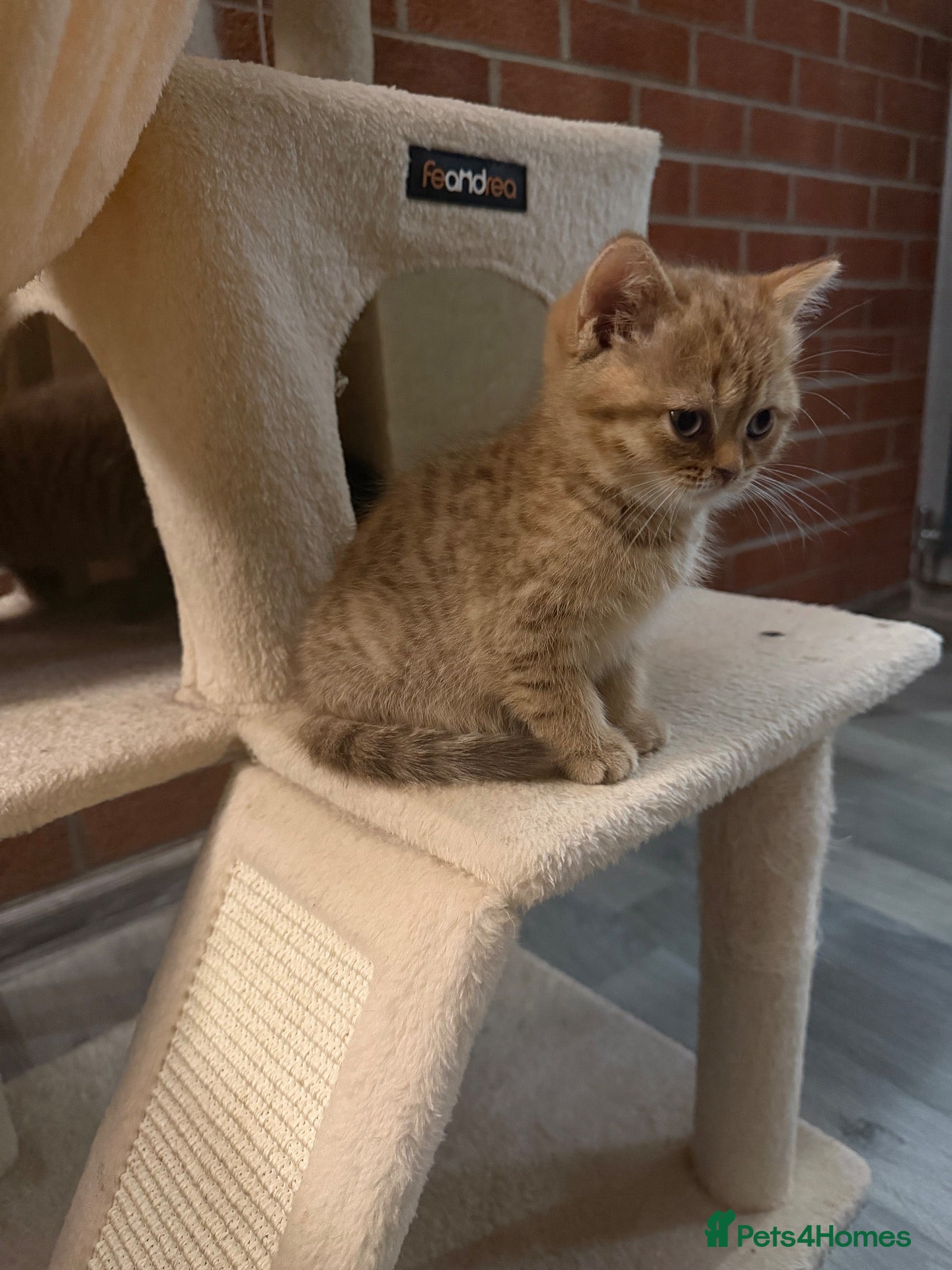 Scottish Fold cats Exceptional litter of Scottish fold/ straight😍😍 - Advert 1