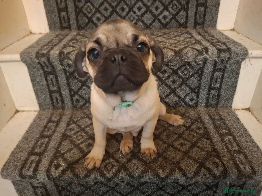 Pug dogs for sale: Lovely pug pups for sale - Advert 9