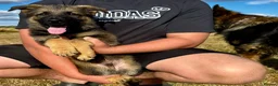German Shepherd dogs for sale: Quality, Purebred, Large, Family Raised GSD Pups - Advert 24