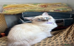 Ragdoll cats for sale: Ragdolls for sale - Image 1