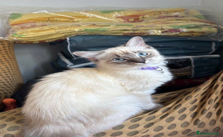 Ragdoll cats - Advert 16