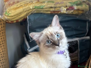 Ragdoll cats - Advert 6