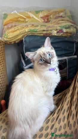 Ragdoll cats - Advert 10