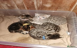 Bengal cats for sale: Bengal Kittens - Image 1