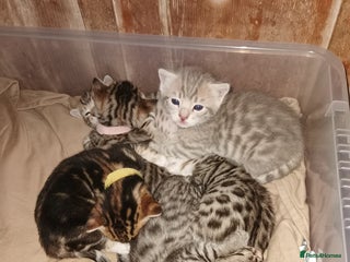 Bengal cats - Advert 1