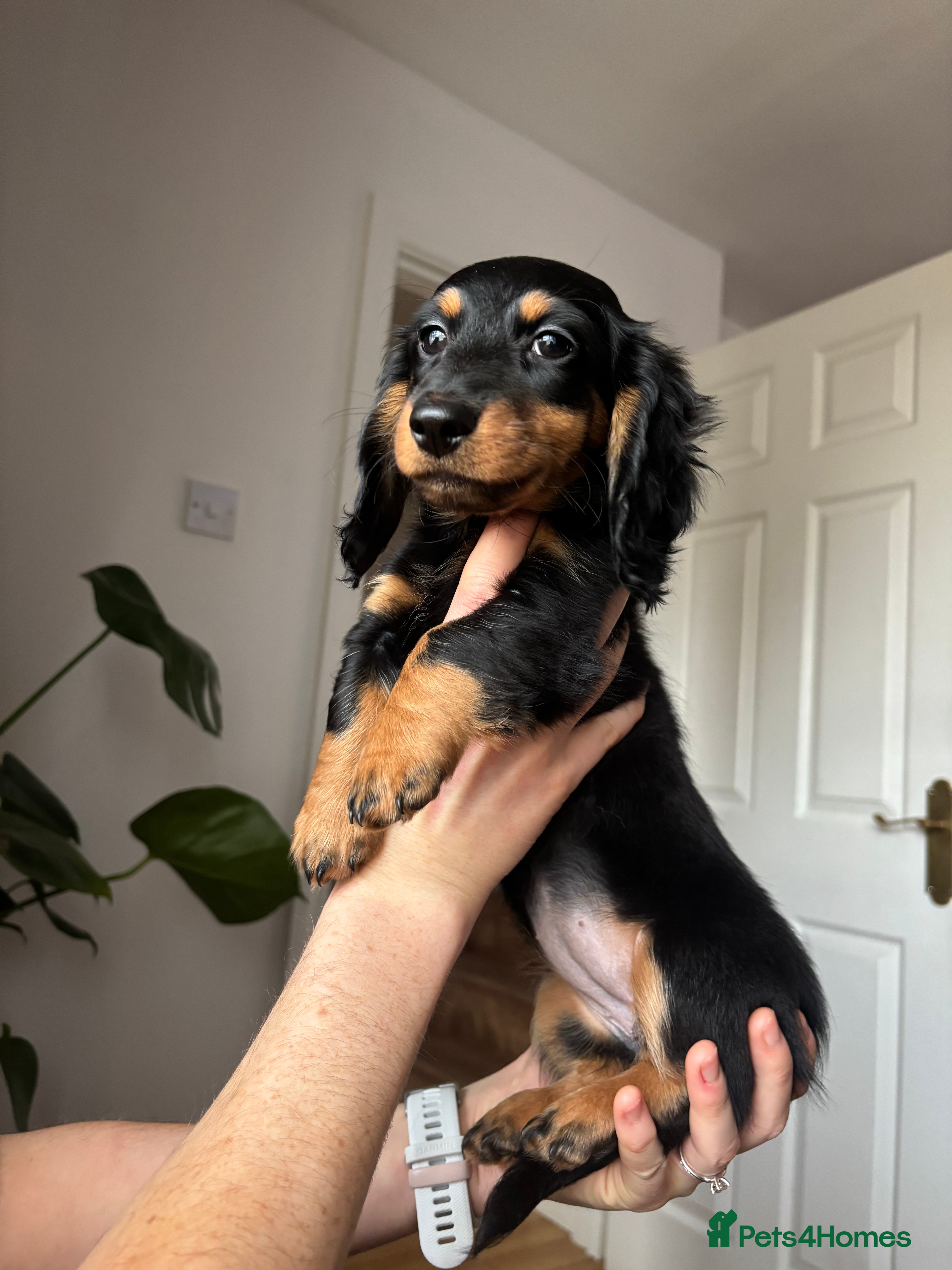 Miniature Dachshund dogs Miniature long haired dachshund  - Advert 13