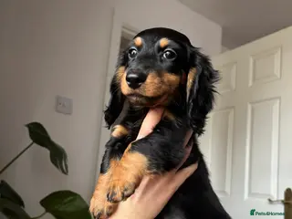 Miniature Dachshund dogs Miniature long haired dachshund - Advert 13