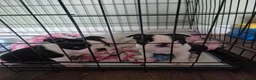 Boston Terrier dogs for sale: X2 Stunning Male Boston Terrier Puppies  in Newcastle upon Tyne - Advert 9