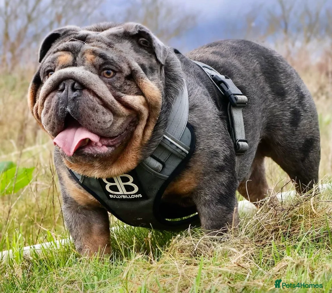 English Bulldog dogs for stud: 🌟 007 ready for stud duties 🌟 in Swindon - Advert 3