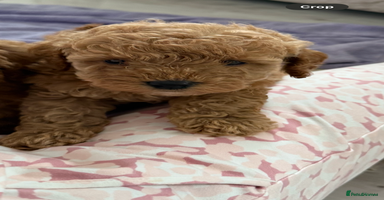 Cockapoo dogs - Advert 13