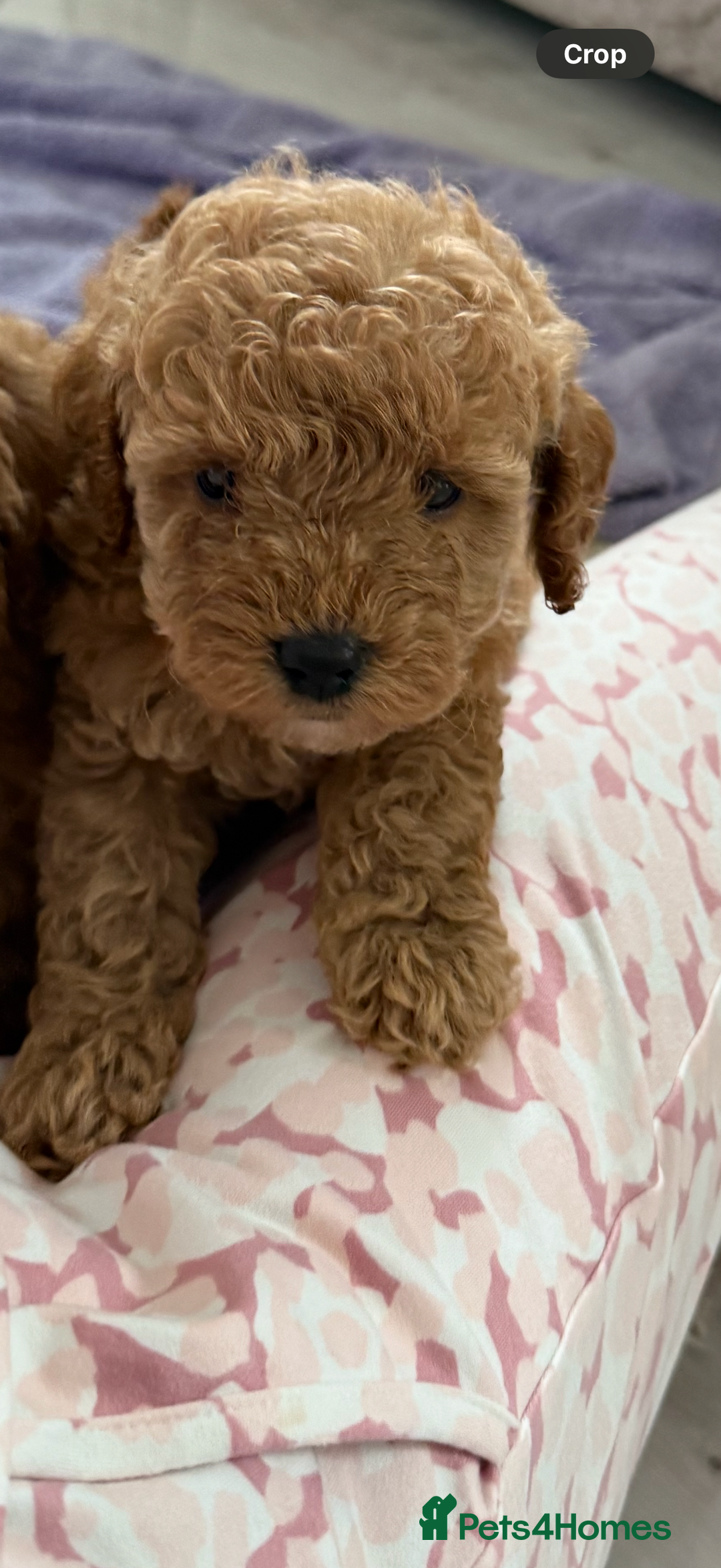 Cockapoo dogs for sale: F1bb petite cockerpoos  - Image 3