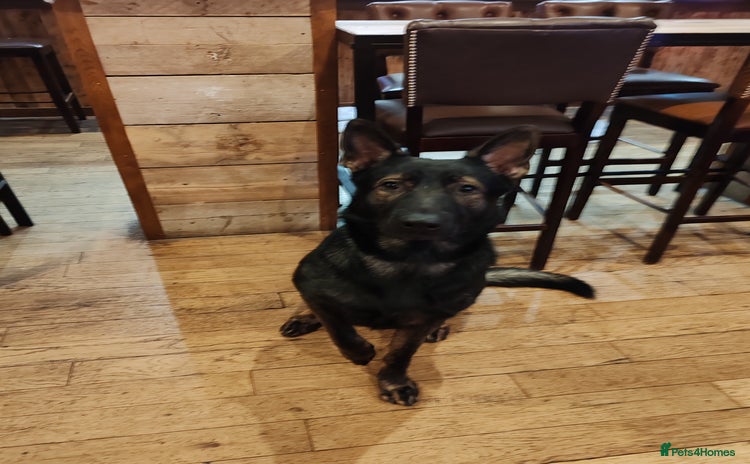 German Shepherd dogs - Advert 1