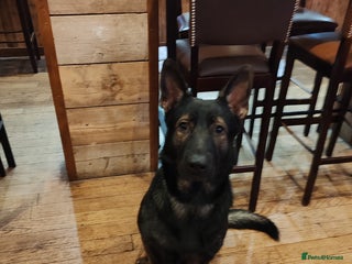 German Shepherd dogs - Advert 2