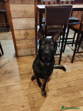 German Shepherd dogs - Advert 1