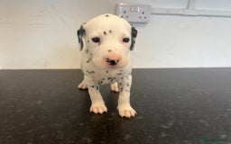 Dalmatian dogs for sale: 🐶 Stunning Dalmatian Puppies Ready 28th August 🐶 - Image 21