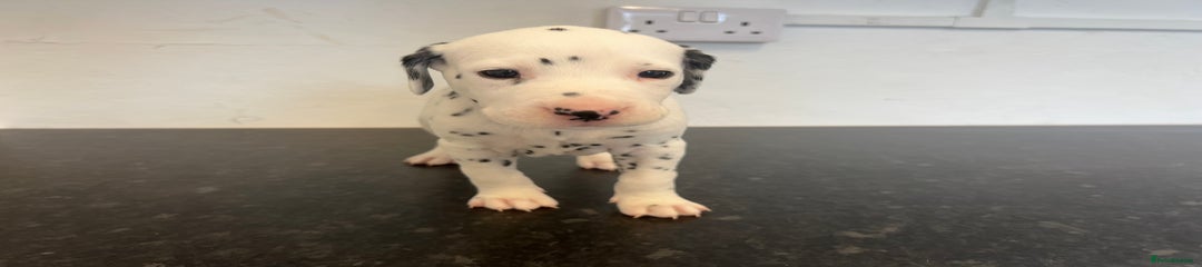 Dalmatian Puppy 1 black collar 