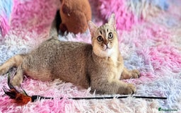 Scottish Fold cats for sale: Rare brown gold chinchilla girl  ready now x - Image 5
