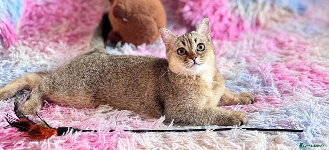 Scottish Fold cats for sale: Rare brown gold chinchilla girl  ready now x - Image 5