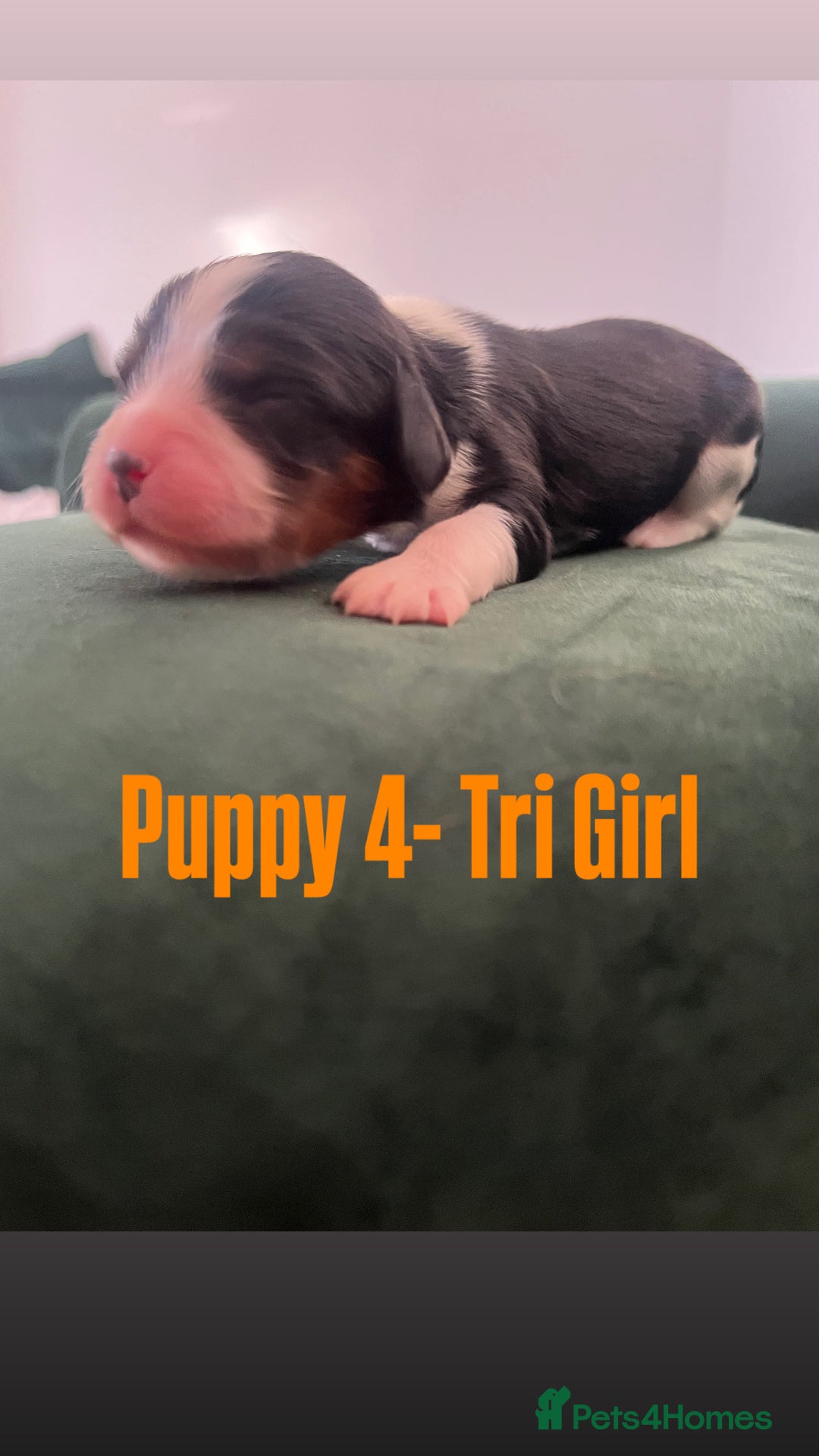 Cavalier King Charles Spaniel dogs for sale: Beautiful KC Registered Cavalier King Charles Pups - Advert 13
