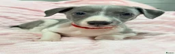 Whippet dogs for sale: Whippet puppies  - Advert 6