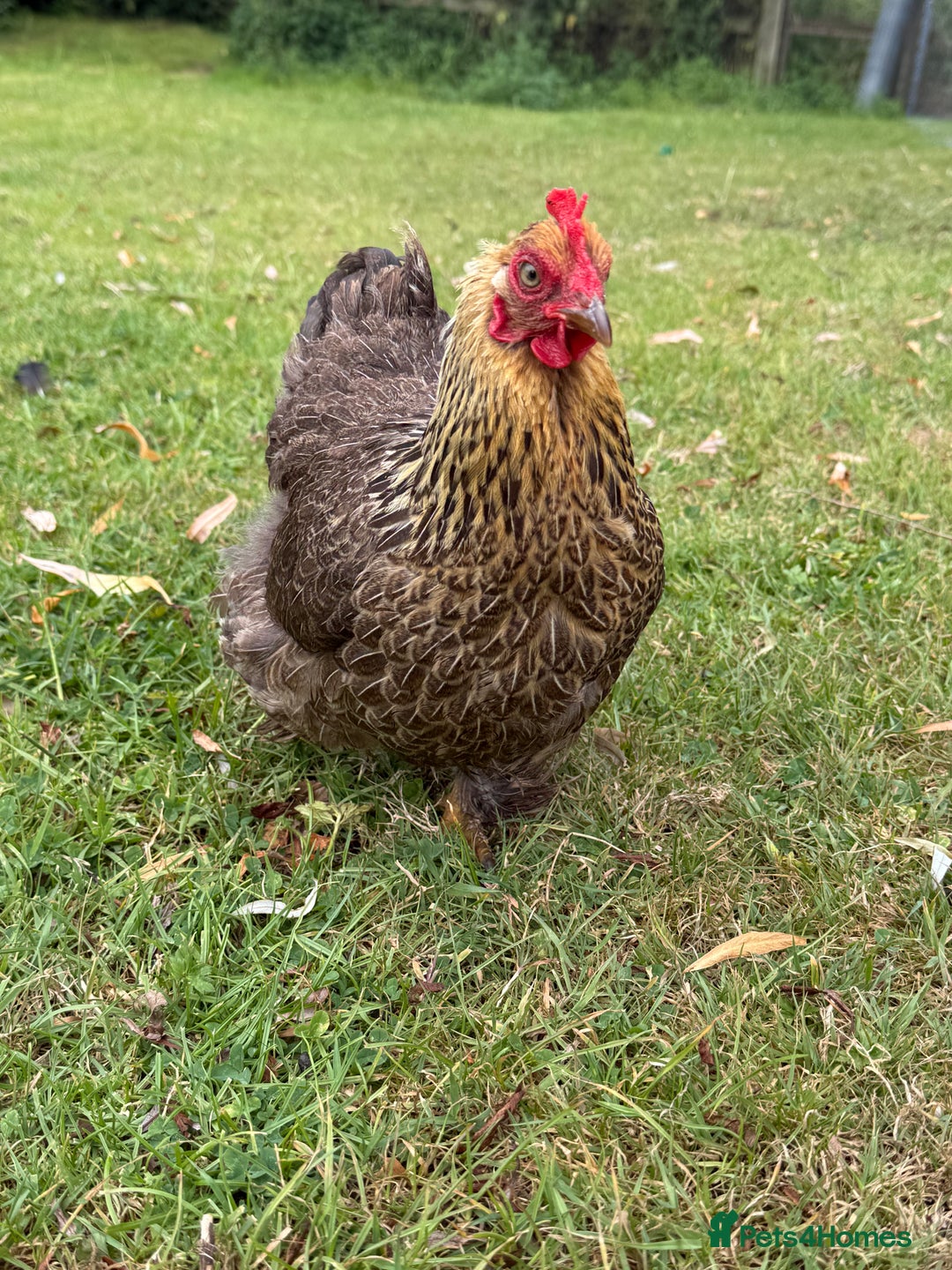Chickens poultry for sale: 1 Cockerel and 3 hens for sale - Image 7