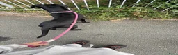 Cane Corso dogs for sale: Female cane corso in Tamworth - Advert 2