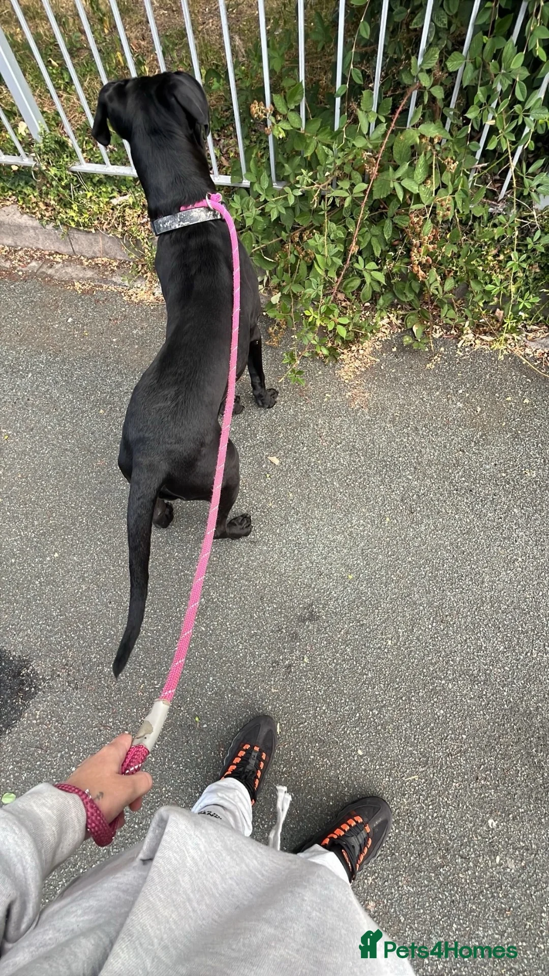 Cane Corso dogs for sale: Female cane corso in Tamworth - Advert 2
