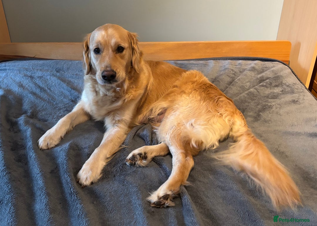 Golden Retriever dogs for sale: Two Boy puppies for sale - Advert 5