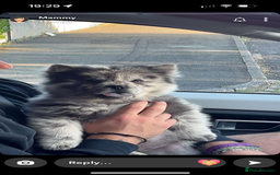 Chow Chow dogs for sale: Beautiful silver/ blue merle boy 💙 - Image 4