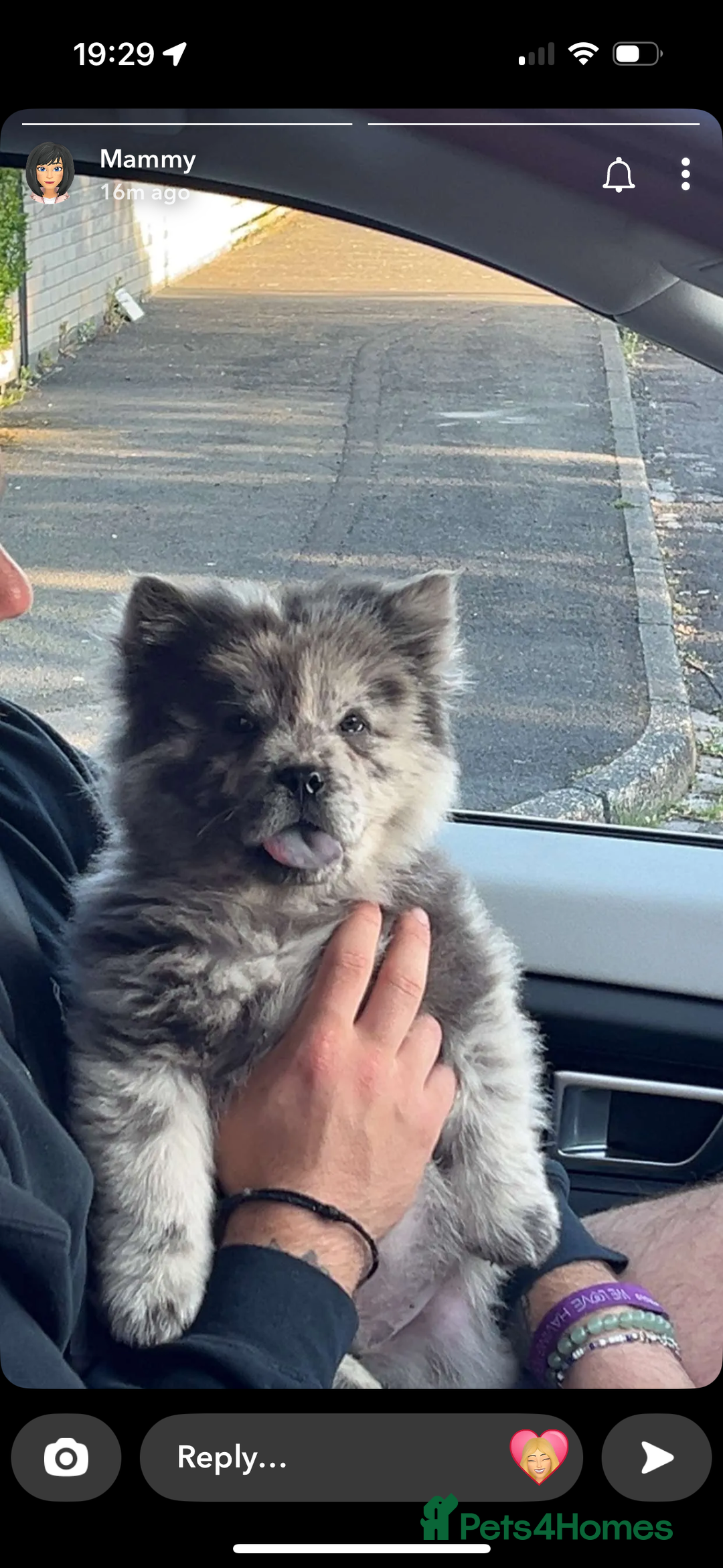 Chow Chow dogs for sale: Beautiful silver/ blue merle boy 💙 - Image 4
