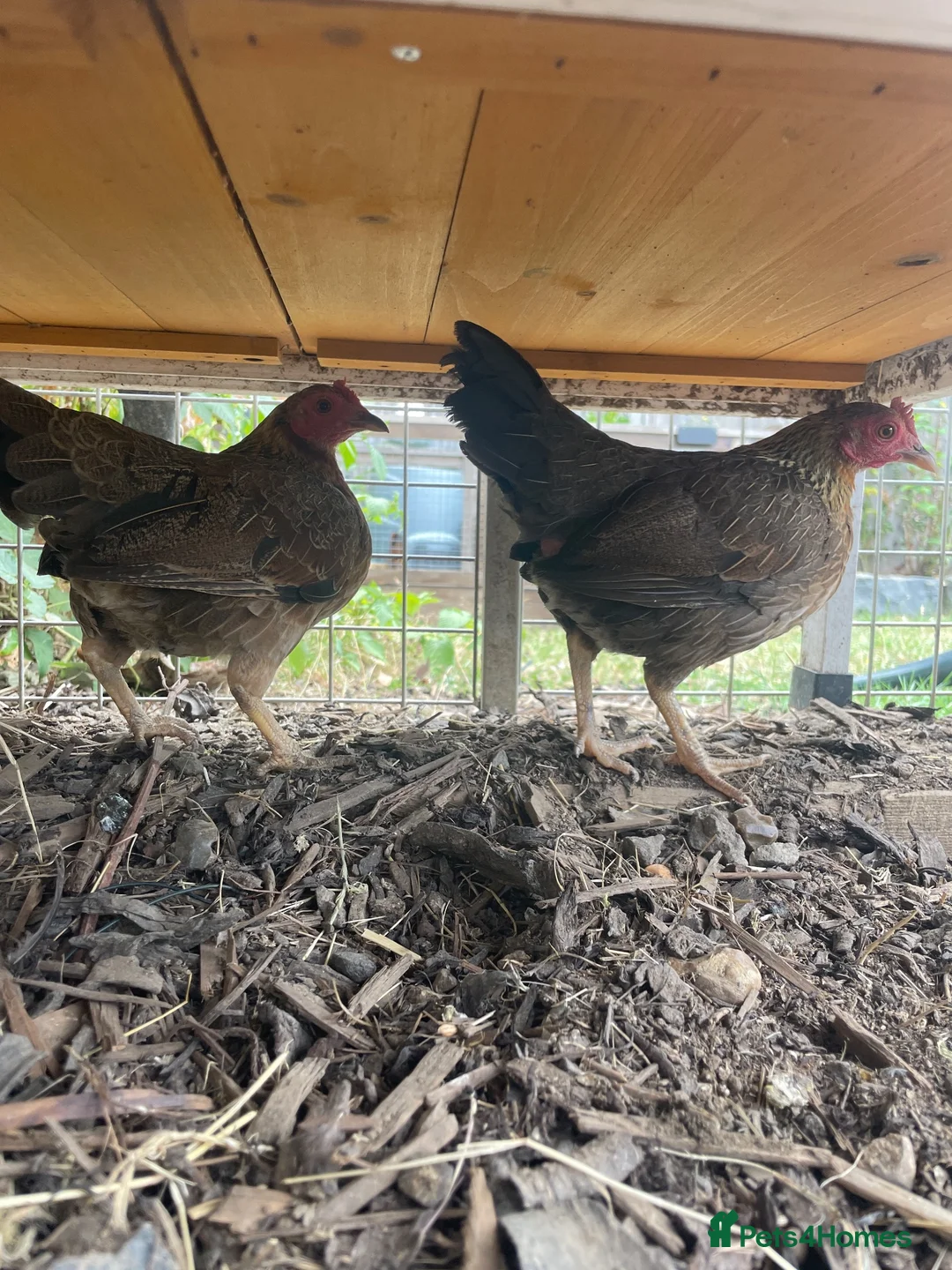Chickens poultry for sale: Oxford game bantam trio in Ashford - Advert 2