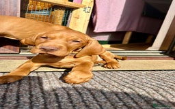 Hungarian Vizsla dogs for sale: 2 viz boys looking for loving homes - Image 30