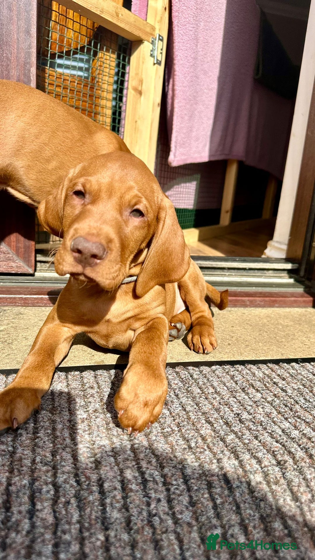 Hungarian Vizsla dogs for sale: 2 viz boys looking for loving homes - Image 30