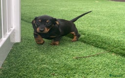 Miniature Dachshund dogs for sale: 4 adorable miniature dachshund puppies  - Image 37