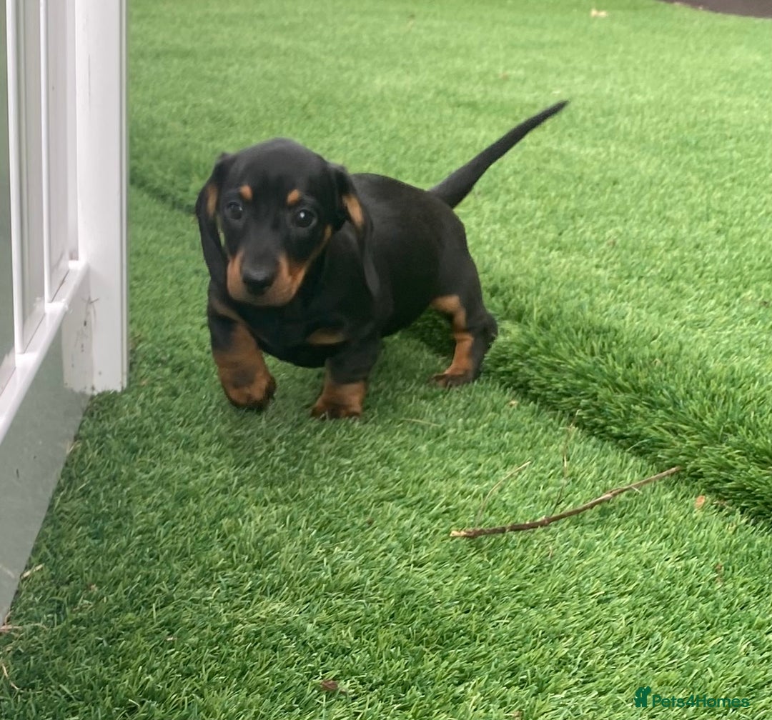 Miniature Dachshund dogs for sale: 4 adorable miniature dachshund puppies  - Image 37