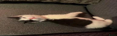 Mixed Breed 1