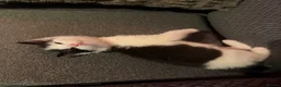 Mixed Breed cats for sale: 1 beautiful male left  - Advert 5