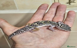 Leopard Gecko reptiles for sale: 1 LEFT Blacknight linage macksnows leopard geckos  - Image 5