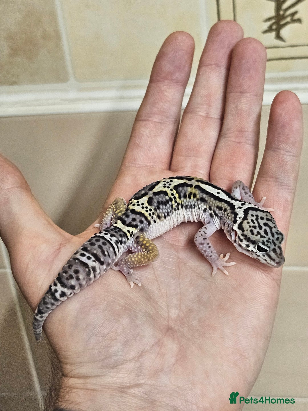 Leopard Gecko reptiles for sale: 1 LEFT Blacknight linage macksnows leopard geckos  - Image 5