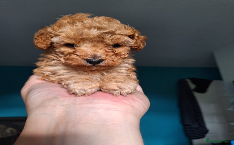 Toy Poodle dogs - Advert 1