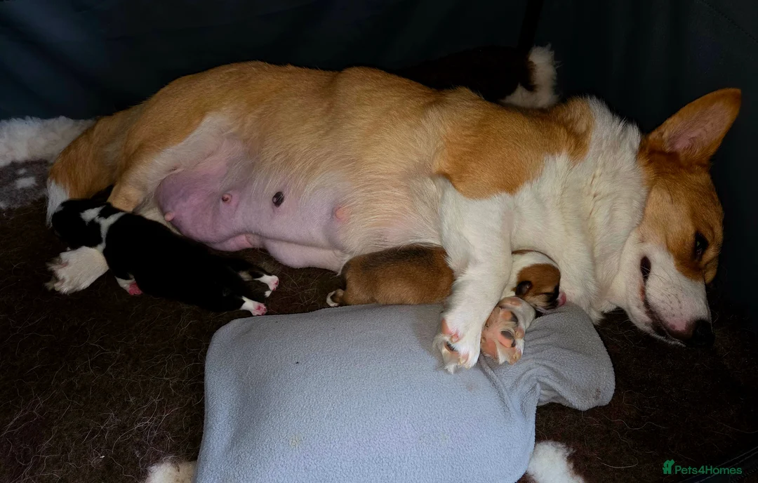 Welsh Corgi Pembroke dogs for sale: Stunning KC Registered Girl Dove Available.  - Advert 30