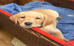 Labrador Retriever dogs for sale: KC registered Working Labrador Pups - Image 3