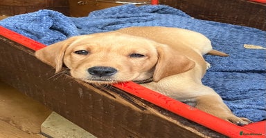 Labrador Retriever dogs - Advert 3