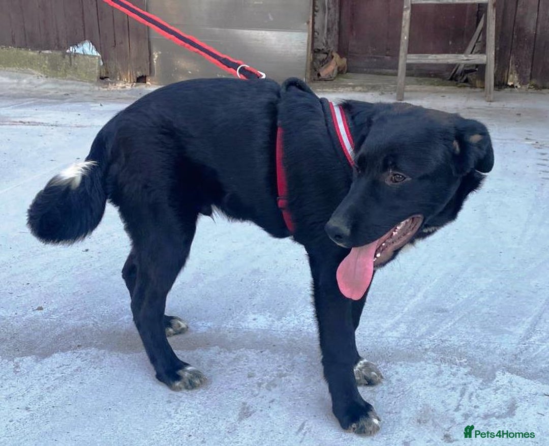 Mixed Breed dogs for adoption: Meet BLUE !  A lovely young boy, for a Loving Home - Image 31